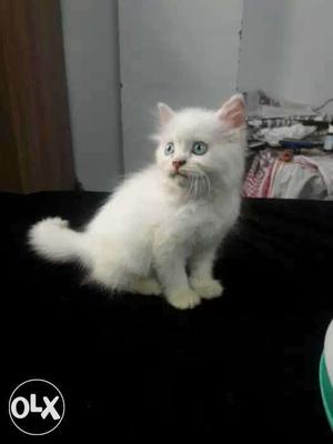 Persian blue eyes Kitten 70 days age