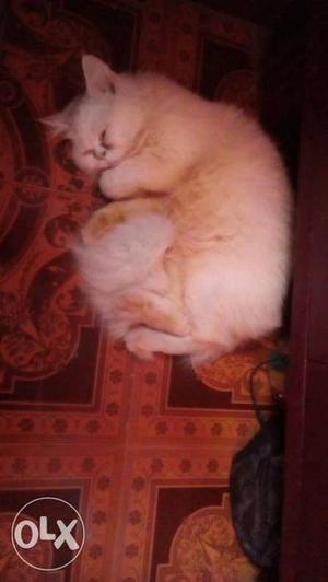 Persian cat 5momths baby
