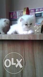 Persian cat and kitten heavy fur and blue eyes