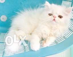Persian cat and kitten with heavy fur and blue eyes