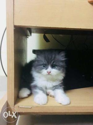 Persian cat for sale, age - 2 months