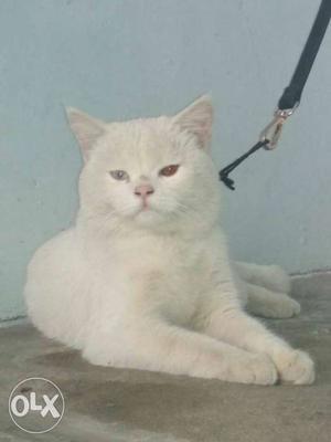 Persian cat in white colour