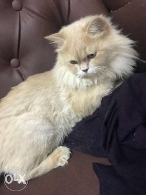 Persian cat, is pregnant will b gvg babies in 60