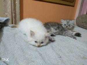 Persian cat male /female 40days old