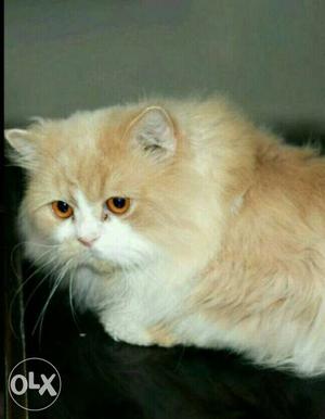 Persian cat male litter trained loving behaviour
