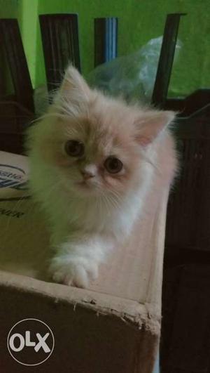 Persian cat pure breed kitten female for sale