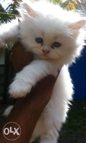 Persian cats kittens available delivery all over