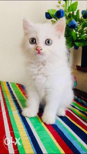 Persian cats kittens available.. healthy and
