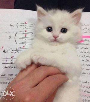 Persian kitten available pure breed(NEGOTIATEABLE)