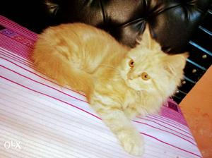 Persian kitten female 4 month old I'm not a buyer I have