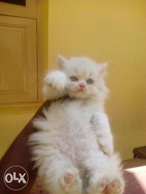 Persian kitten for sale