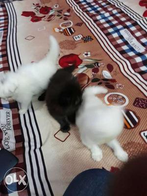 Persian kitten for sell