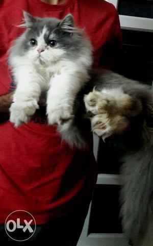 Persian kitten male 6months old active and