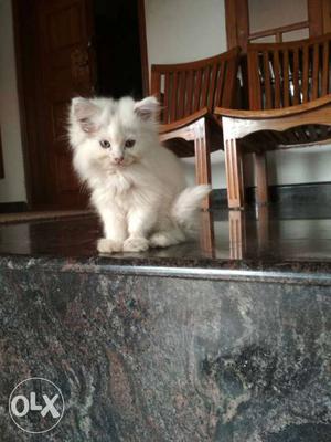 Persian kitten, white, 2month, high breed,doll face