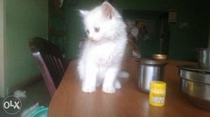 Persian kittens lot pure white doll face 6kittens