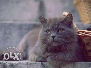 Persian male cat dark grey 1.5yrs proven trained