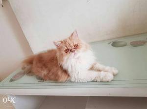 Persian proven punch face male, 15 month old,