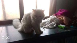 Persian white cat for sale urgently 1yr old cat. Urgent sale