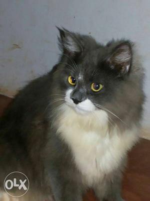 Persion cat male 8 month