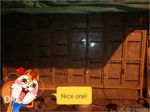 Piegion cage fully made