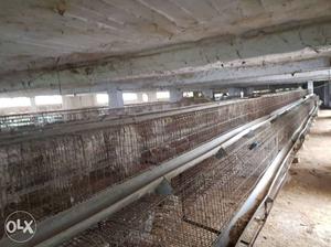 Poultry farmig cages