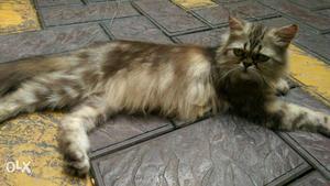 Pregnented semi punch persian female 14 months old