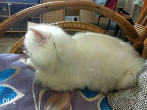 Premium quality punch face Persian cat for sale