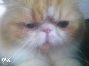 Punch face cat for mating ph no 