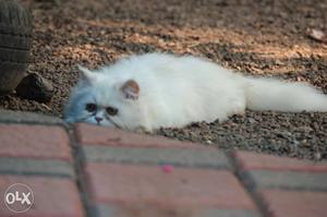 Punch face persian cat 6 month old agent sale