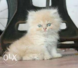 Pure Breed Persian Kittens, male n fem, 3 mts old