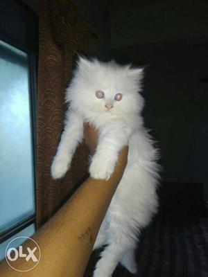 Pure breed kitten Available male  female 