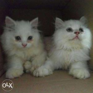 Pure white persian kittens