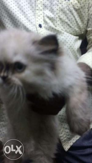 Seeman cat for sale it is original breead