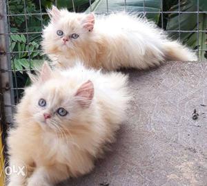 Semi Persian cat.exchange available with phones