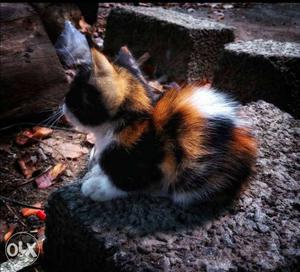 Short Furd Himalayan Cat For Sale