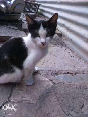 Short-fur Black And White Kitten