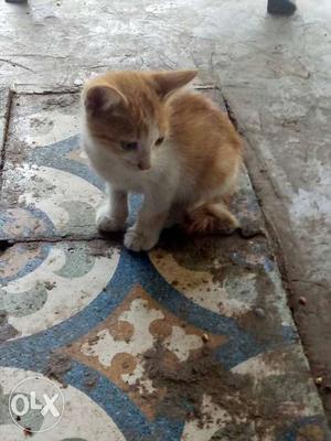 Short-fur White And Orange Tabby Kitten
