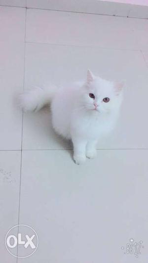 Short-fur White Kitten