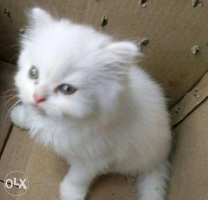Show quality pure white kitten for sale