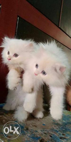 Single Persian Kitten Available In Delhi Snow