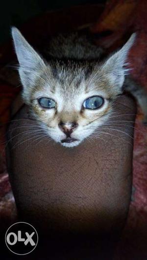 Small cute cat.