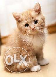 Smart cute Persian cat for sell