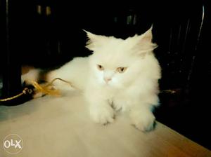 Stadding long hair Persian cat punnapra