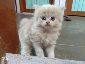 Tan Persian Kitten