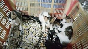 Three Black-and-white Kittens
