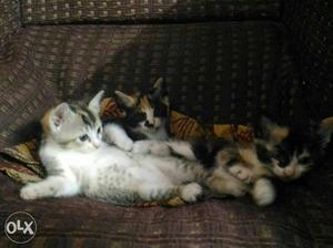 Three Black-white-and-gray Kittens