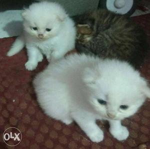 Three Kittens availeble