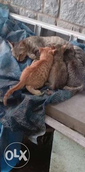Three Orange And Gray Tabby Cats