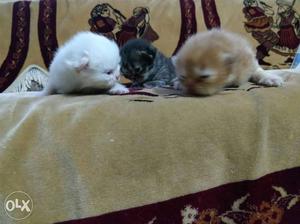 Three White, Black, And Orange Kittens