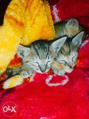 Three White-and-black Tabby Kittens